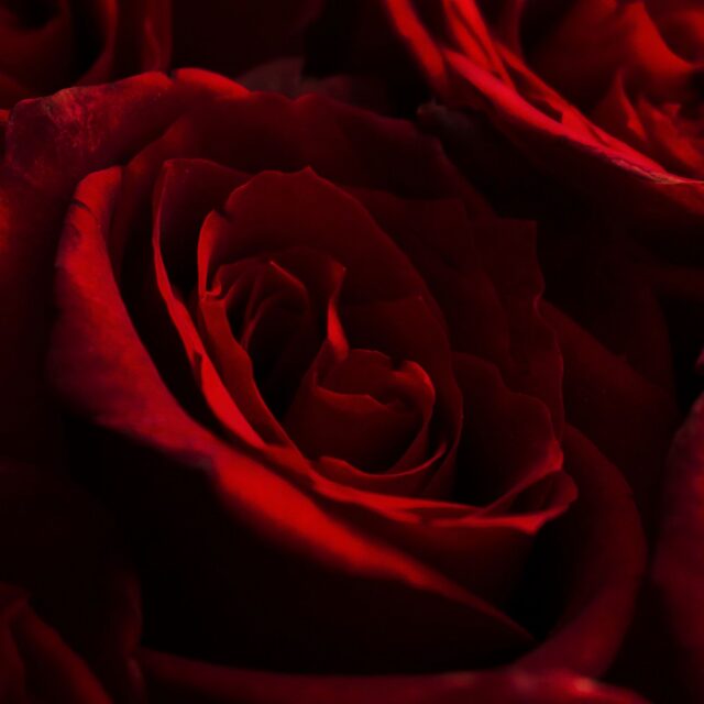 Rose de Grasse 03 — imagem 1