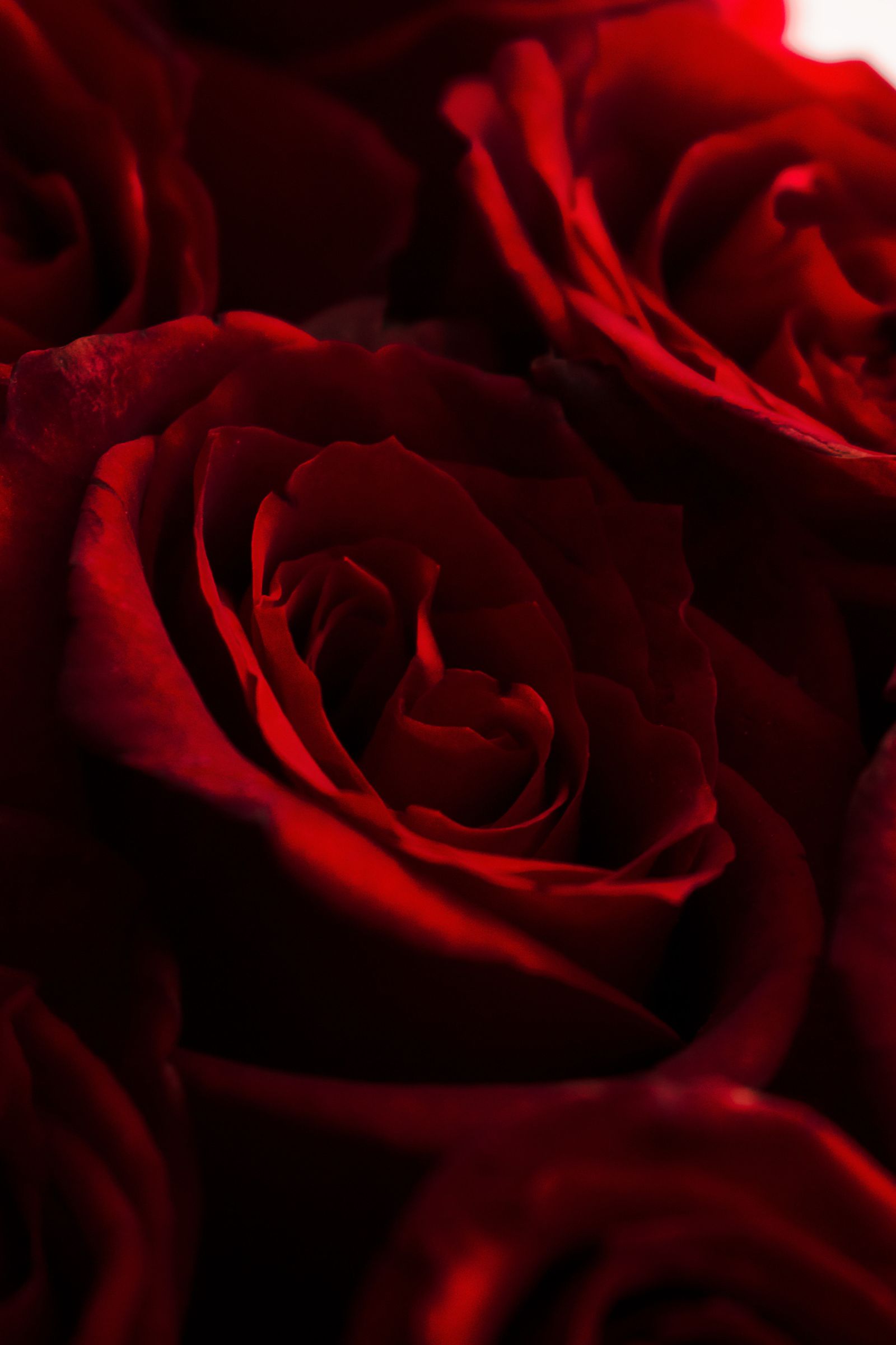 Rose de Grasse 03 — imagem 1