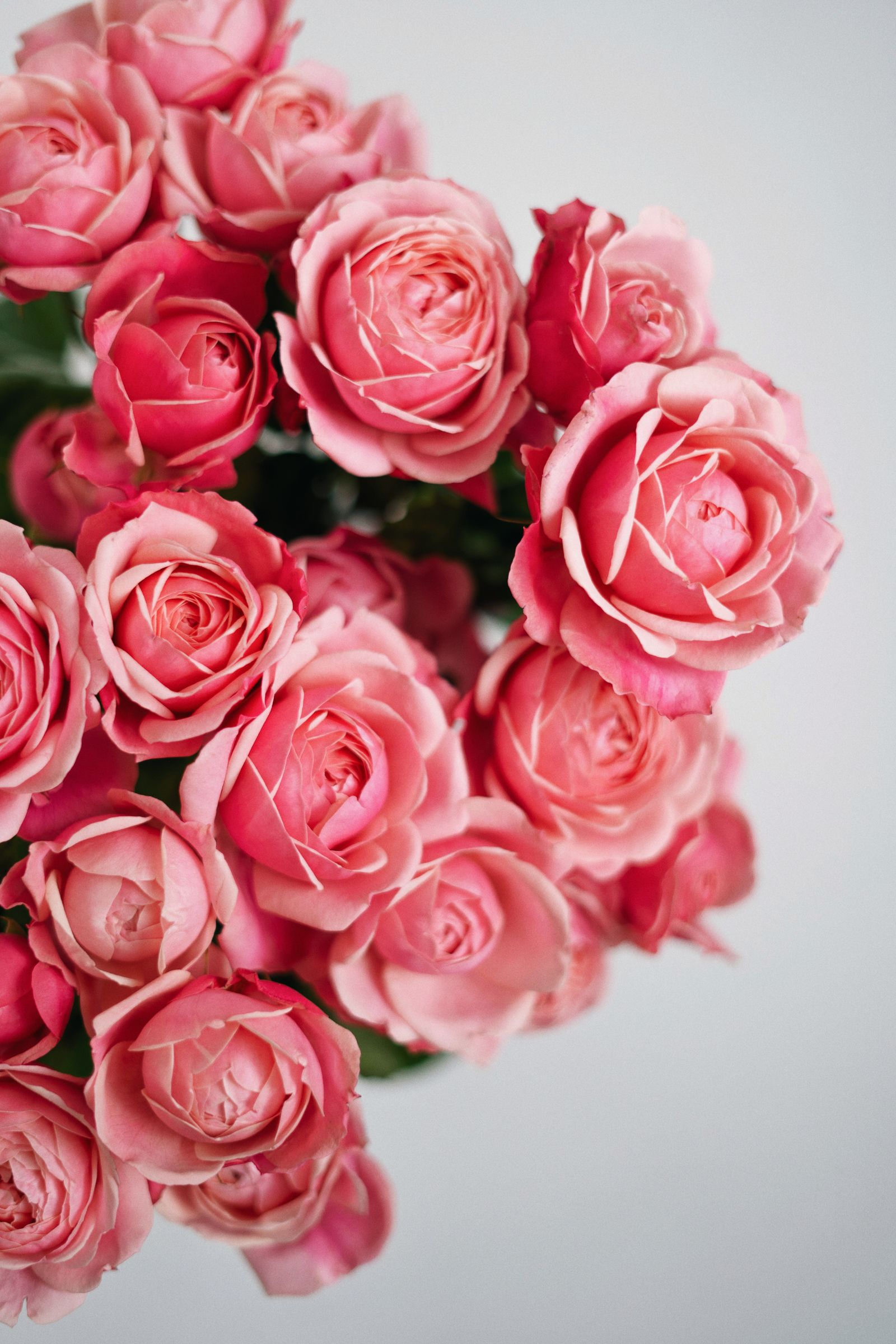 Rose de Grasse 03 — imagem 2
