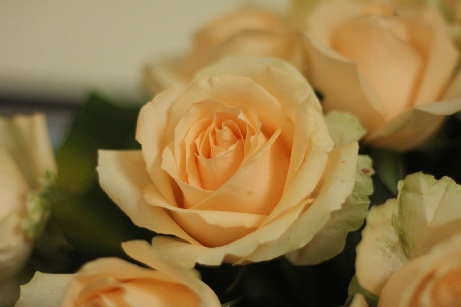 Rose de Grasse 03 — imagem 4